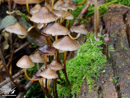 Mushrooms on the Branches - Grzyby na Konarach